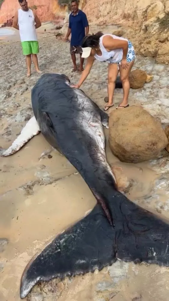 Filhote de baleia jubarte é encontrado vivo encalhado na Praia da Paixão, em Prado
