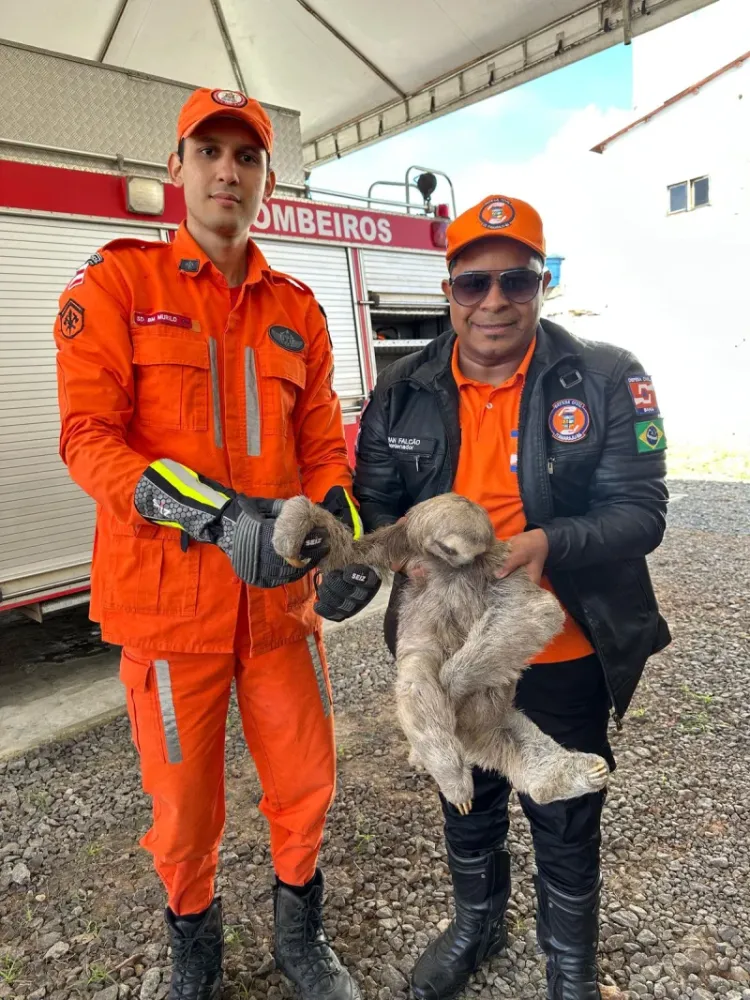 Motorista salva bicho-preguiça e ação conjunta garante retorno seguro à natureza em Itamaraju