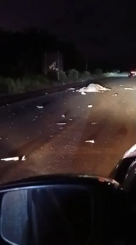 Gado solto causa acidente na BR-101 entre Teixeira de Freitas e Itamaraju
