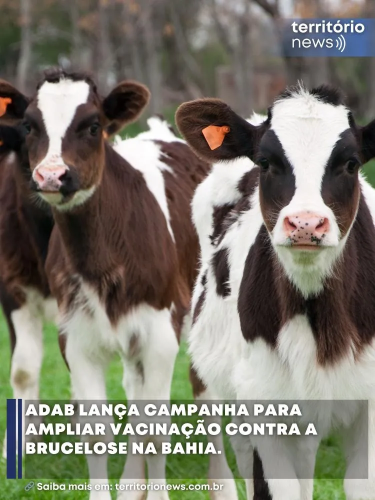 Adab lança campanha para ampliar vacinação contra a brucelose na Bahia