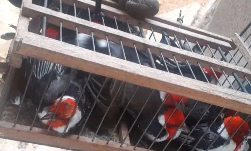 Maior traficante de animais silvestres do Brasil é preso em operação na Bahia