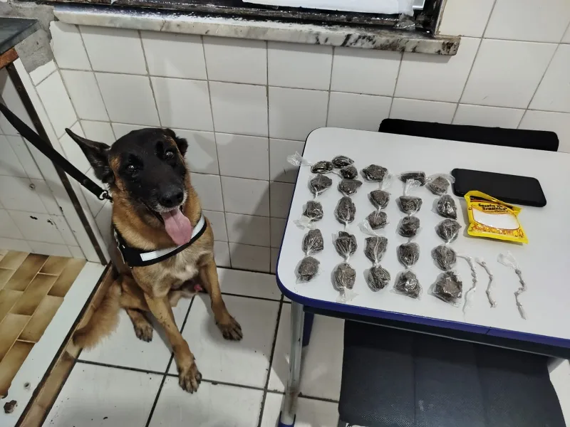 Cão farejador auxilia PM em apreensão de drogas e prisão de traficante em Mucuri