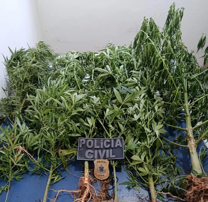 Polícias Civil e Militar localizam cultivo irregular de maconha na zona rural de Guaratinga