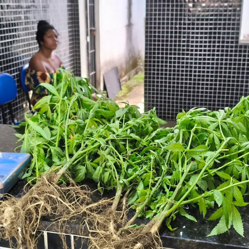 Polícia Militar encontra plantação de maconha em residência de Itamaraju