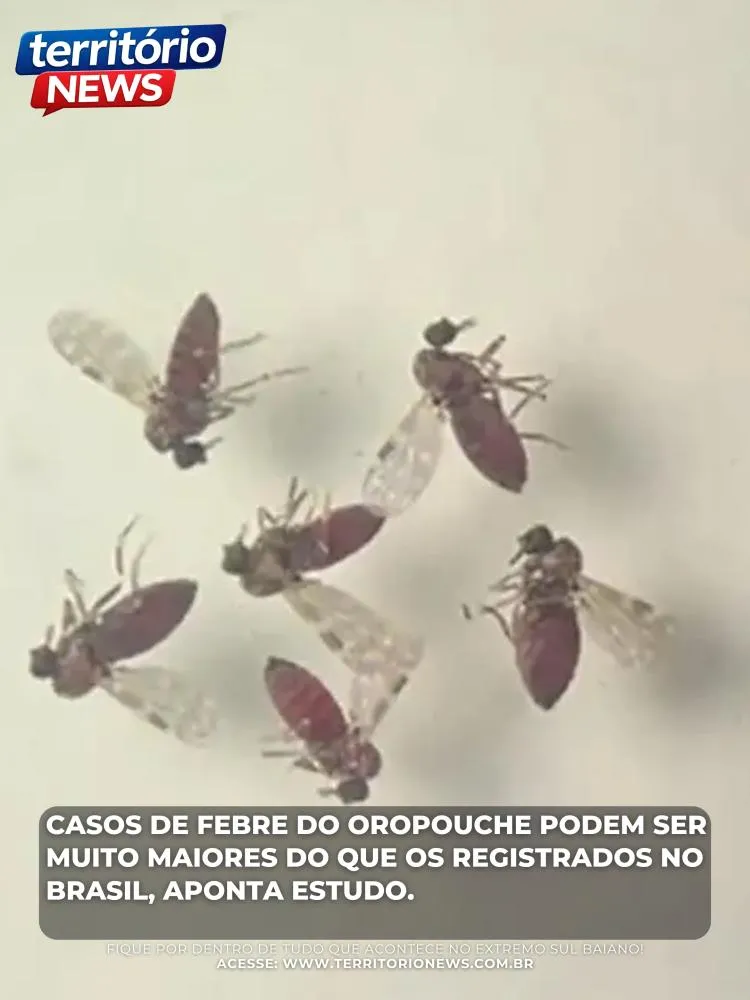 Casos de febre do Oropouche podem ser muito maiores do que os registrados no Brasil, aponta estudo
