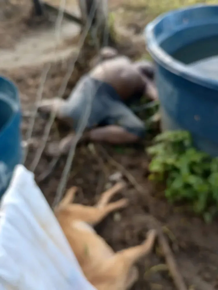 Homem morre eletrocutado ao tentar salvar cachorro preso em cerca energizada na zona rural de Itabela